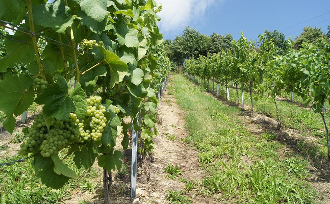 Das drohende Totalverbot von schädlingsbekämpfungsmitteln durch die EU wird auch viele Weinanbauflächen betreffen.
